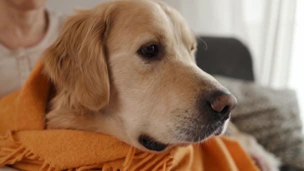 Golden Retriever Dog Home Closeup View — Stock Video