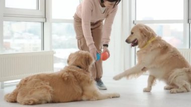 Kız ve iki golden retriever köpeği evde oyuncaklarla oynuyorlar. Safkan köpekleri olan genç bir kadın aydınlık odada eğleniyor.