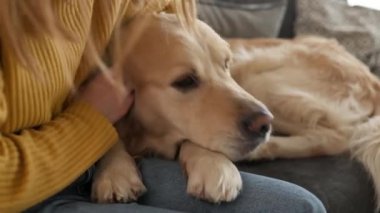 Prematüre kız Golden Retriever köpeğini evde dizlerinin üzerine çökerek okşuyor. Saf köpek evcil hayvanı olan güzel bir çocuk.