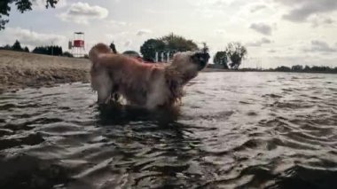 Sevimli Golden Retriever Dog sahilde sallanıyor, ağır çekim.