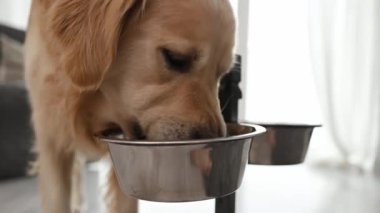 Golden retriever köpeği metal kaseden su içiyor.