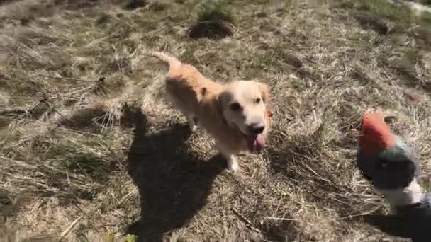 Золотий Ретривер Собака Грає Качкою Відкритому Повітрі Тренує Собаку Полювання — стокове відео