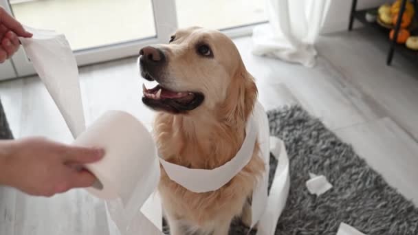 金毛猎犬在客厅里玩了卫生纸后 看起来很内疚 女人责备宠物狗在家里把纸巾弄得乱七八糟 — 图库视频影像