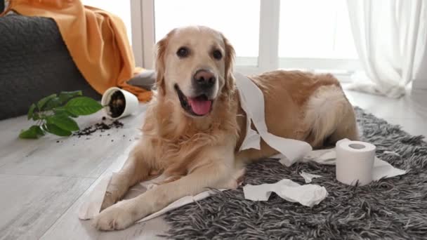 Złoty Pies Retriever Bawiący Się Papierem Toaletowym Salonie Czysty Piesek — Wideo stockowe