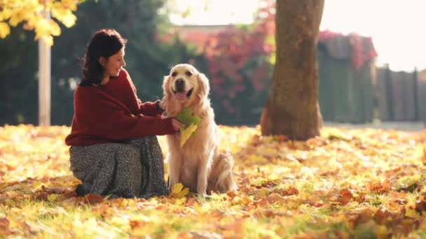 秋の公園でゴールデンレトリーバー犬を飼い 木から落ちる黄色い葉 美しい若い女性は ピューレッドペット犬ラブラドールと自然に微笑む時間を楽しんで — ストック動画