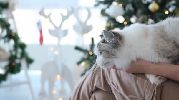 クリスマスツリーとバックグラウンドのライトで部屋で新年の時間に猫を飼う少女 オーナーはXmasの休日の装飾された家で重罪のペットとソファーに座っています — ストック動画