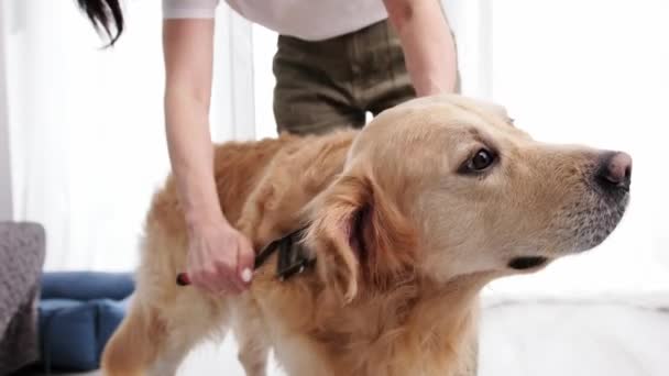 Perempuan Gently Combing Fur Her Golden Retriever Dog Home — Stok Video