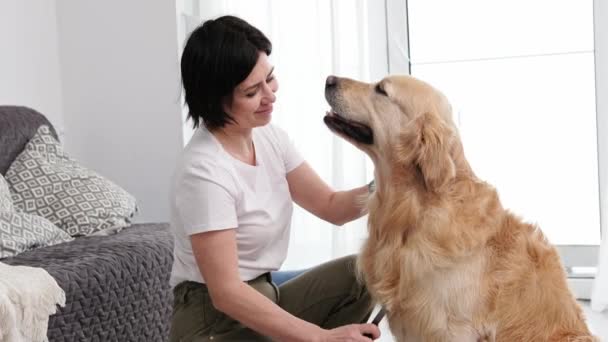Frau Putzt Ihren Entzückenden Golden Retriever Hund Und Pflegt Ihn — Stockvideo
