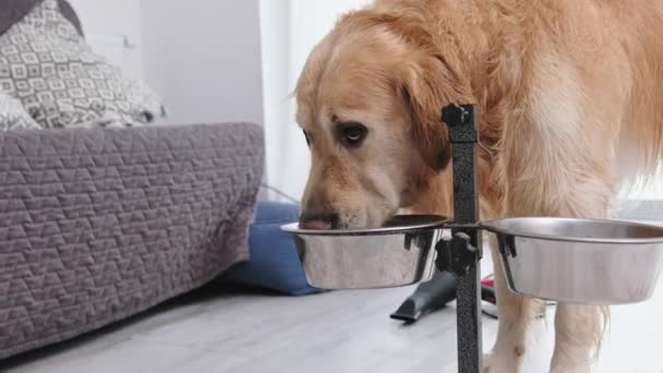 Adorável Golden Retriever Dog Água Potável Uma Tigela Casa — Vídeo de Stock