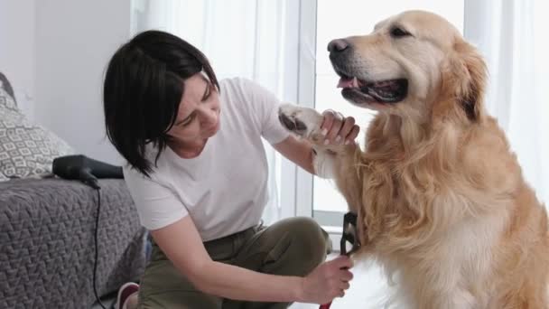 Női Tulajdonos Brushing Mancs Kutyája Vőlegény Eljárások Otthon — Stock videók