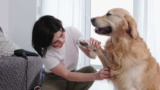 ゴールデンレトリーバー犬に髪を切る女性のオーナー 自宅で手順を育てる — ストック動画