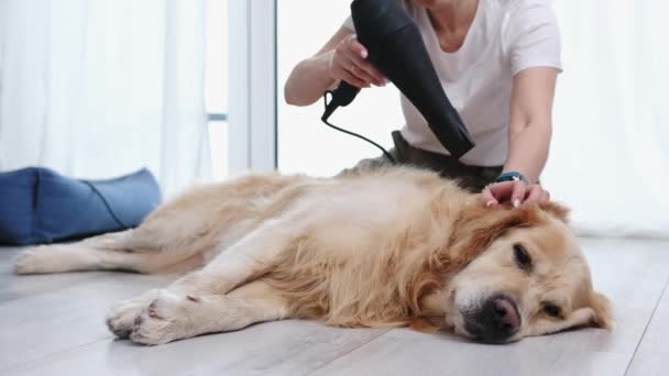Secagem Feminina Golden Retriever Dog Usando Secador Cabelo Limpeza Depois — Vídeo de Stock