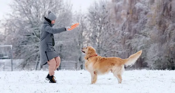 Girl Throwing Ring Toy Adorable Golden Retriever Dog Snow Field — Stock Photo, Image