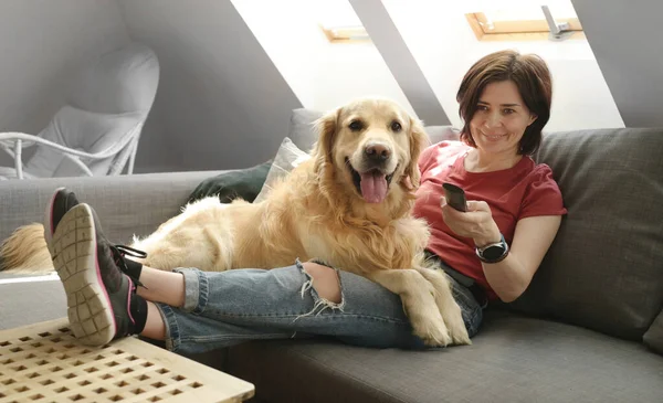 소파에 강아지 로프트 룸에서 순수한 Labrador와 스톡 사진