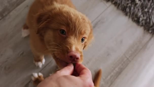 Ιδιοκτήτης Σίτιση Χαριτωμένο Μικρό Κουτάβια Toller Retriever Dog Breed Καταπληκτικά — Αρχείο Βίντεο