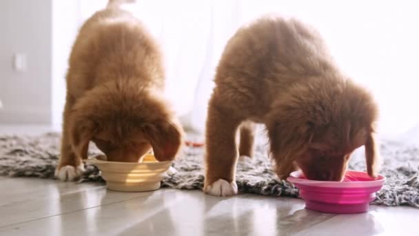 Little Funny Puppies Toller Retriever Dog Breed Eating Food Bowls — Stock Video