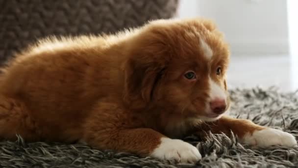 Leuke Puppy Toller Retriever Hond Een Tapijt Thuis — Stockvideo