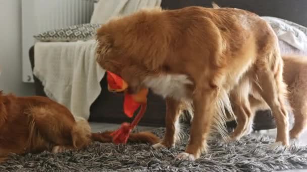 Mooie Toller Retriever Honden Spelen Met Speelgoed Eend Liggend Honden — Stockvideo