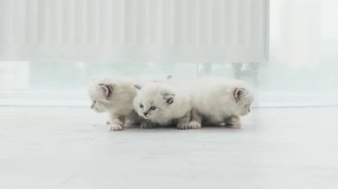Üç sevimli küçük oyuncak kedi kendilerini evlerinde hissediyorlar.