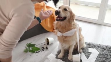 Golden retriever köpeği oturma odasında tuvalet kağıdıyla oynadıktan sonra kız sahibine suçlu görünüyor. Kadınlar evdeki dağınıklık için köpekleri azarlar.