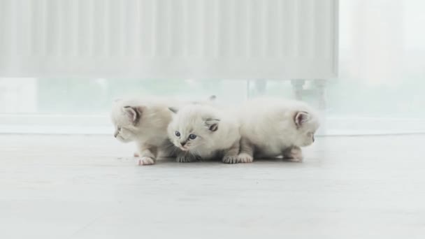 Drei Entzückende Kleine Ragdoll Kätzchen Fühlen Sich Hause — Stockvideo