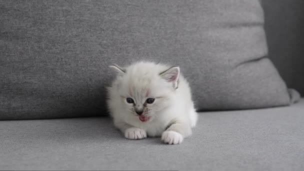 Чарівний Маленький Білий Кошеня Виглядає Мило Дивані Захоплюючи Серця Своєю — стокове відео