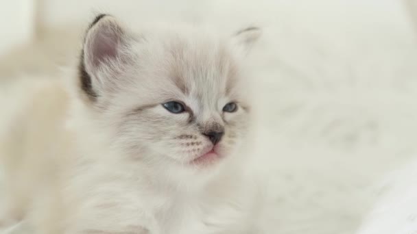 Mavi Gözlü Küçük Şirin Bir Oyuncak Kedi Yavrusu — Stok video