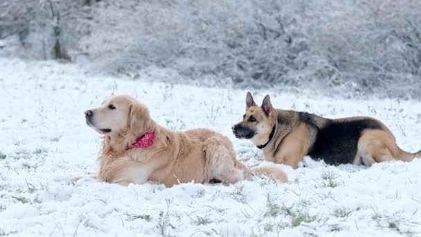 Golden Retriever Pies Owczarek Niemiecki Rasa Przyjaciel Gra Śniegu Zimie — Wideo stockowe