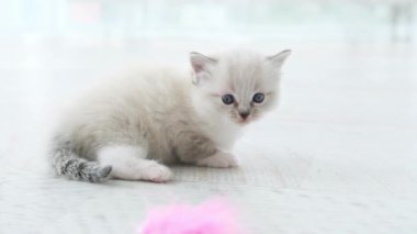 Mavi gözlü küçük oyuncak kedi yavrusu kendini evinde hissediyor.