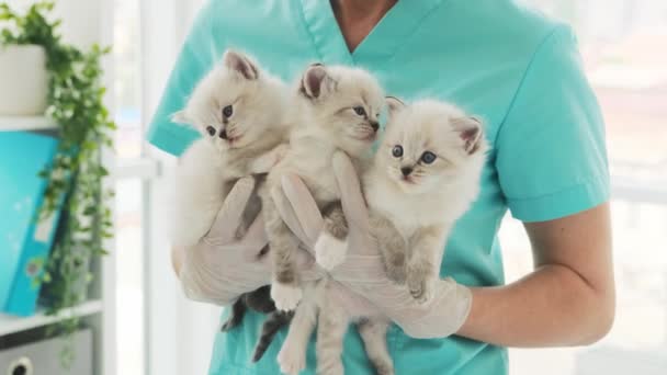 Κτηνίατρος Αγκαλιάζει Τρία Γλυκά Μικρά Άσπρα Γατάκια Στα Χέρια Vet — Αρχείο Βίντεο