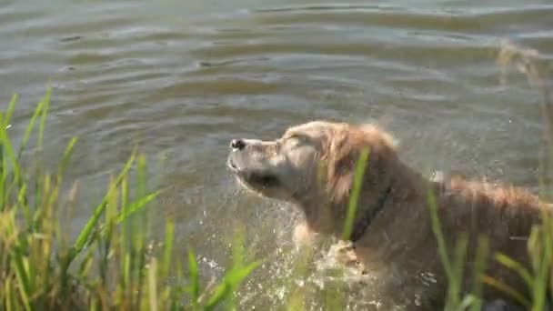 黄金猎犬猎狗在水里玩耍 抖动水花和水滴 — 图库视频影像