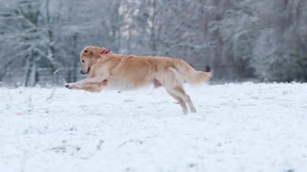 Αξιολάτρευτο Σκυλί Golden Retriever Τρέχει Μέσα Από Χιόνι Χειμώνα — Αρχείο Βίντεο