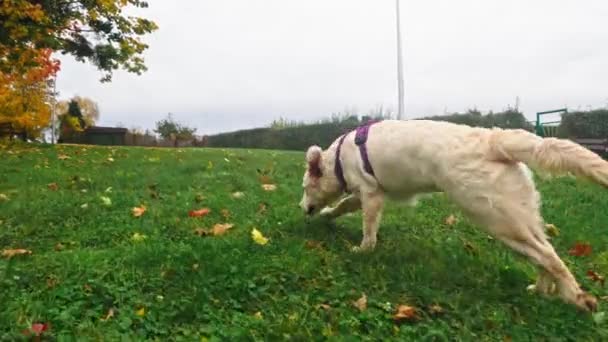 趣味盎然的金发碧眼的小狗在昏倒的草地上奔跑 在户外玩耍的同时 体现出可爱 快乐的精神 — 图库视频影像