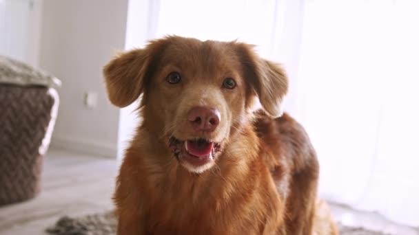 Портрет Красивої Собаки Нова Шотландія Качка Толлінг Ретривер Собаки Вдома — стокове відео