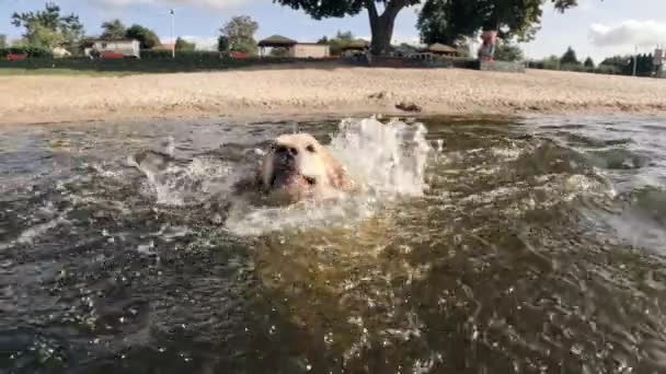 Αξιολάτρευτο Όμορφο Golden Retriever Νεαρός Σκύλος Πηδώντας Στο Νερό Και — Αρχείο Βίντεο