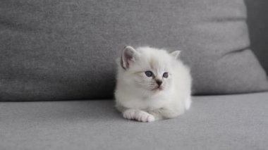 Sevimli beyaz kedi yavrusu kanepede sevimli görünüyor.