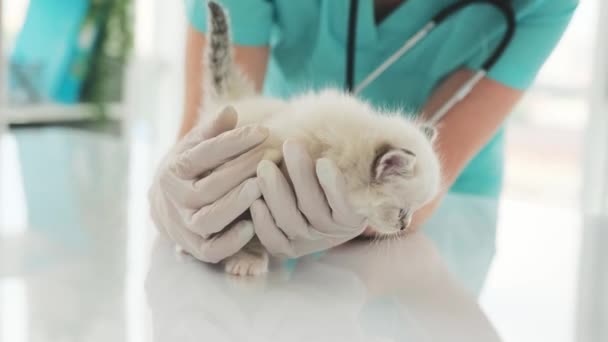 Vet Clinic Κτηνίατρος Ελέγχει Γλυκό Μικρό Γατάκι — Αρχείο Βίντεο