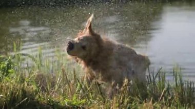 Golden retriever köpeği nehirde yüzdükten sonra su damlalarını sallıyor. Islak labrador köpeği göl kenarında kurulanıyor.