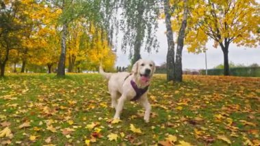 Komik, sevimli Golden Retriever Köpek Yavrusu Düşen Çimlerde Koşuyor, Saf Neşe 'yi somutlaştırıyor Bu Sevimli, Mutlu Köpek Yavrusu Dışarıda Oynarken