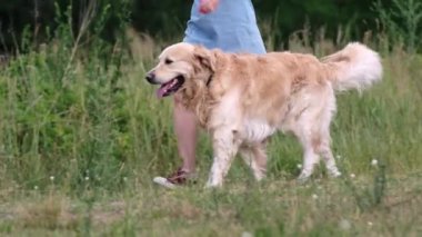 Güzel bir kız Golden Retriever köpeğiyle doğada yürüyor, bacakları yakından bakıyor. Saf köpek labrador 'u ve açık havada genç bir kadın.