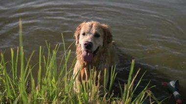 Güzel Golden Retriever Köpeği Gölde Yüzüyor