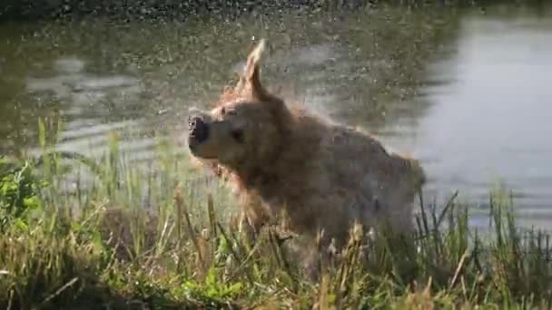Golden Retriever Köpeği Nehirde Yüzdükten Sonra Damlalarını Sallıyor Islak Labrador — Stok video