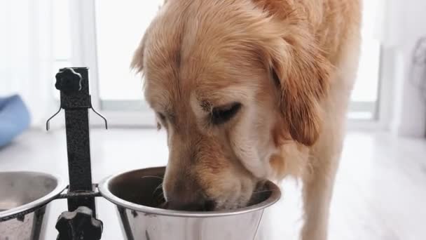ライトルームのボウルから水を飲む愛らしいゴールデンレトリーバー犬 — ストック動画