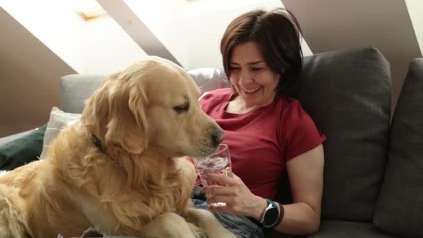 Golden Retriever Dog Drinking Water Glass Pretty Girl Owner Hands — Stock Video