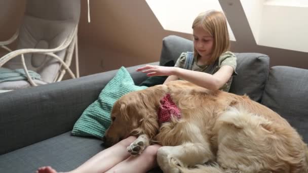 Niña Con Perro Golden Retriever Durmiendo Sus Piernas Casa Bastante — Vídeos de Stock