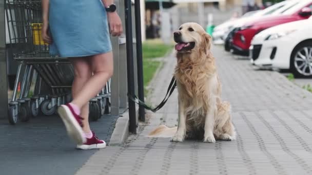 Propietaria Chica Recoge Esperando Perro Golden Retriever Cerca Del Supermercado — Vídeos de Stock
