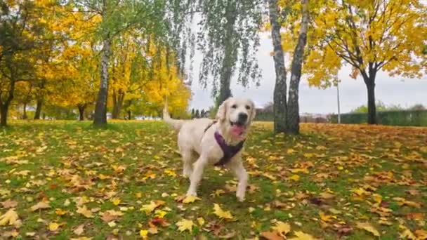 おかしい かわいいゴールデンレトリーバー犬犬犬は秋の草で実行します この愛らしい 幸せな子犬が屋外で演じるように純粋な喜びを体現します — ストック動画
