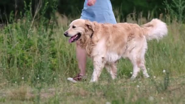 自然の中でゴールデンレトリーバー犬と歩くかわいい女の子 脚のクローズアップビュー 野外の若い女性と純粋なペット犬ラブラドール — ストック動画