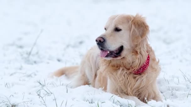 Чарівний Золотий Ретривер Собака Лежить Снігу Відкритому Повітрі Взимку — стокове відео