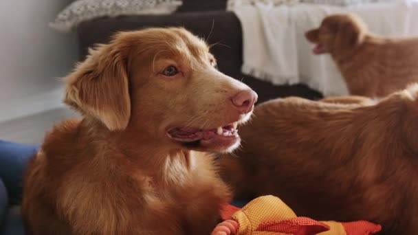 Новая Шотландия Tolling Ретривер Породы Собака Играет Игрушечной Уткой Лежащей — стоковое видео